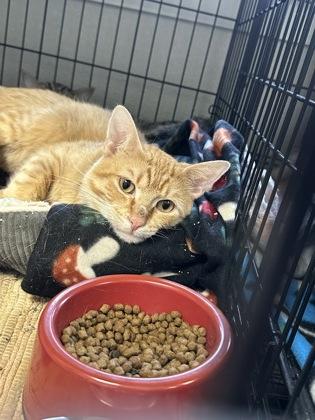 Joyful #5, Adoptable, Adult Male Domestic Short Hair & Domestic Short Hair.