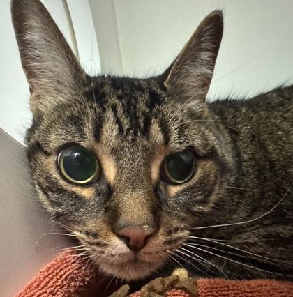 Eli, Adoptable, Senior Male Domestic Short Hair & Domestic Short Hair.