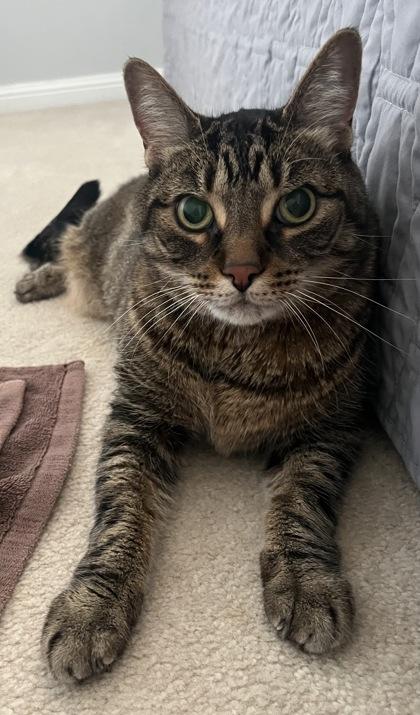 Eli, Adoptable, Senior Male Domestic Short Hair & Domestic Short Hair.