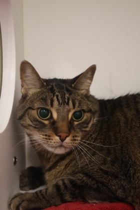 Eli, a Adoptable mixed breed in Erin, ON image 2/2