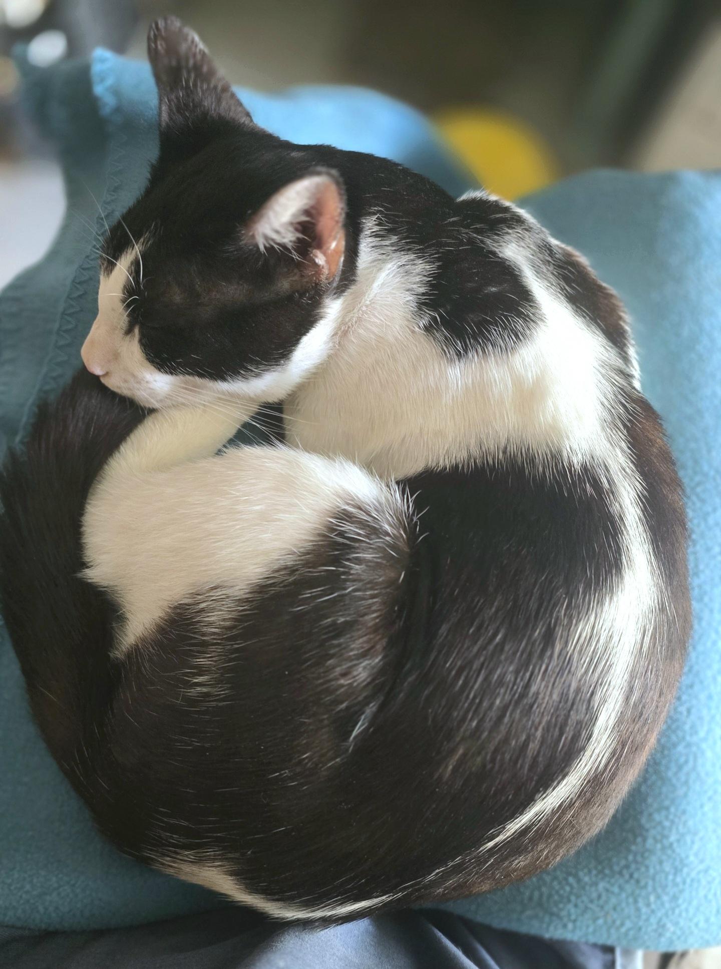 Enlarge Timmy, a Adoptable mixed breed in Kenner, LA image 2/2