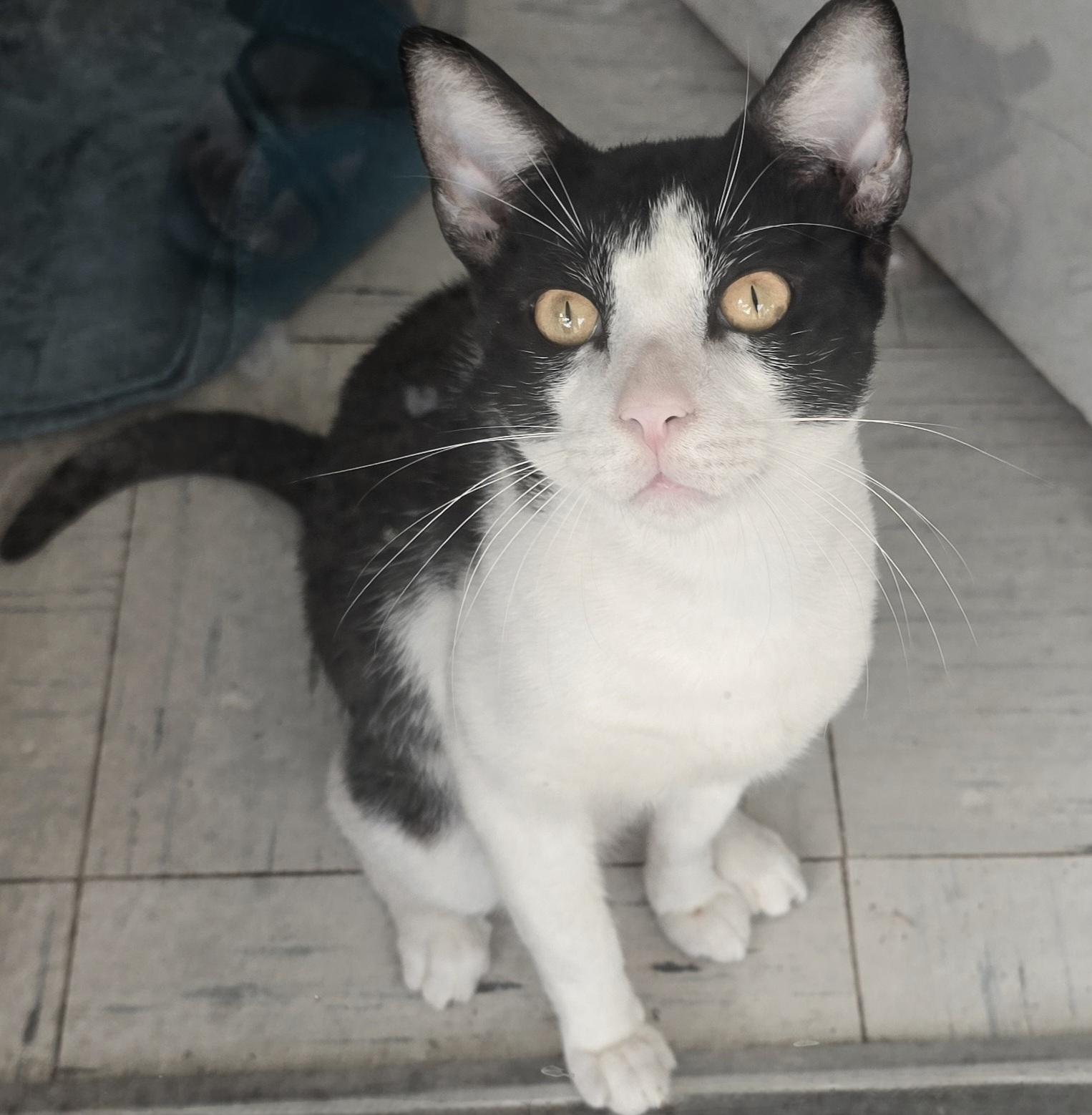 Timmy, Adoptable, Young Male Tuxedo & Domestic Short Hair.