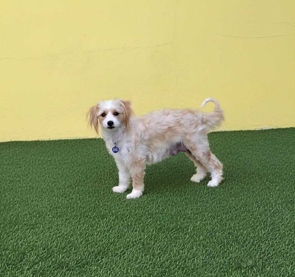 Azmira, Adoptable, Young Female Maltese & Yorkshire Terrier.