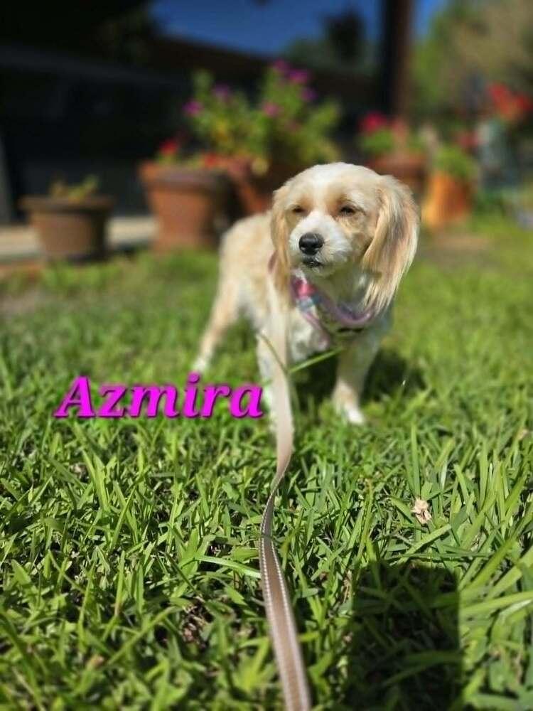 Enlarge Azmira, a Adoptable mixed breed in Plantation, FL image 2/4