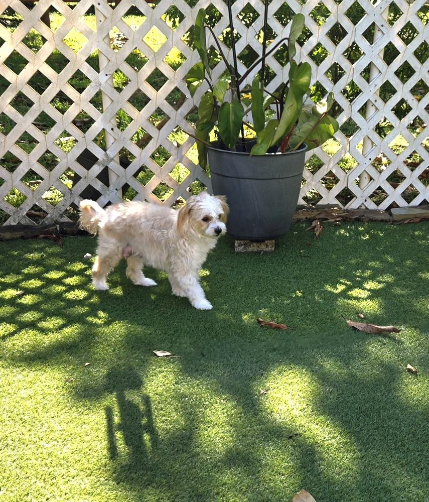 Enlarge Azmira, a Adoptable mixed breed in Plantation, FL image 4/6