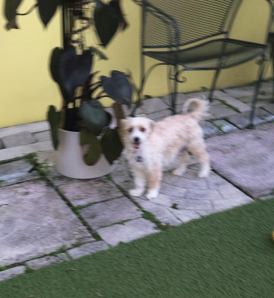 Enlarge Azmira, a Adoptable mixed breed in Plantation, FL image 3/4