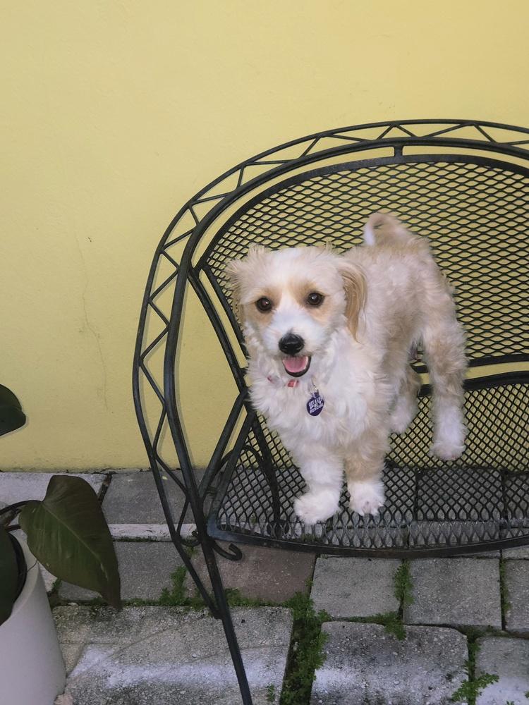 Enlarge Azmira, a Adoptable mixed breed in Plantation, FL image 4/4
