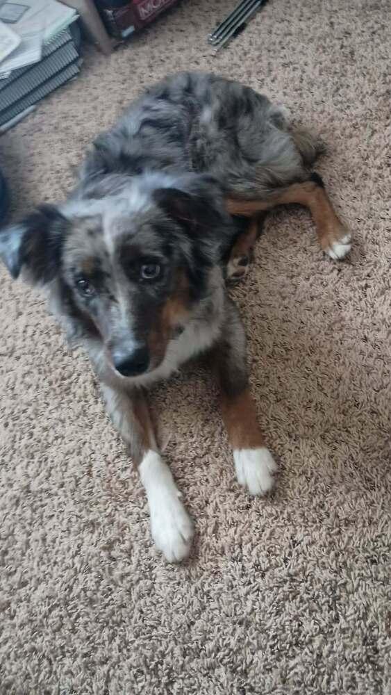 Trooper, Adoptable, Young Male Australian Shepherd.