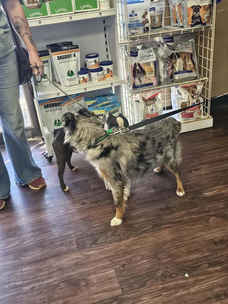 Enlarge Trooper, a Adoptable mixed breed in Wolcott, CT image 2/3