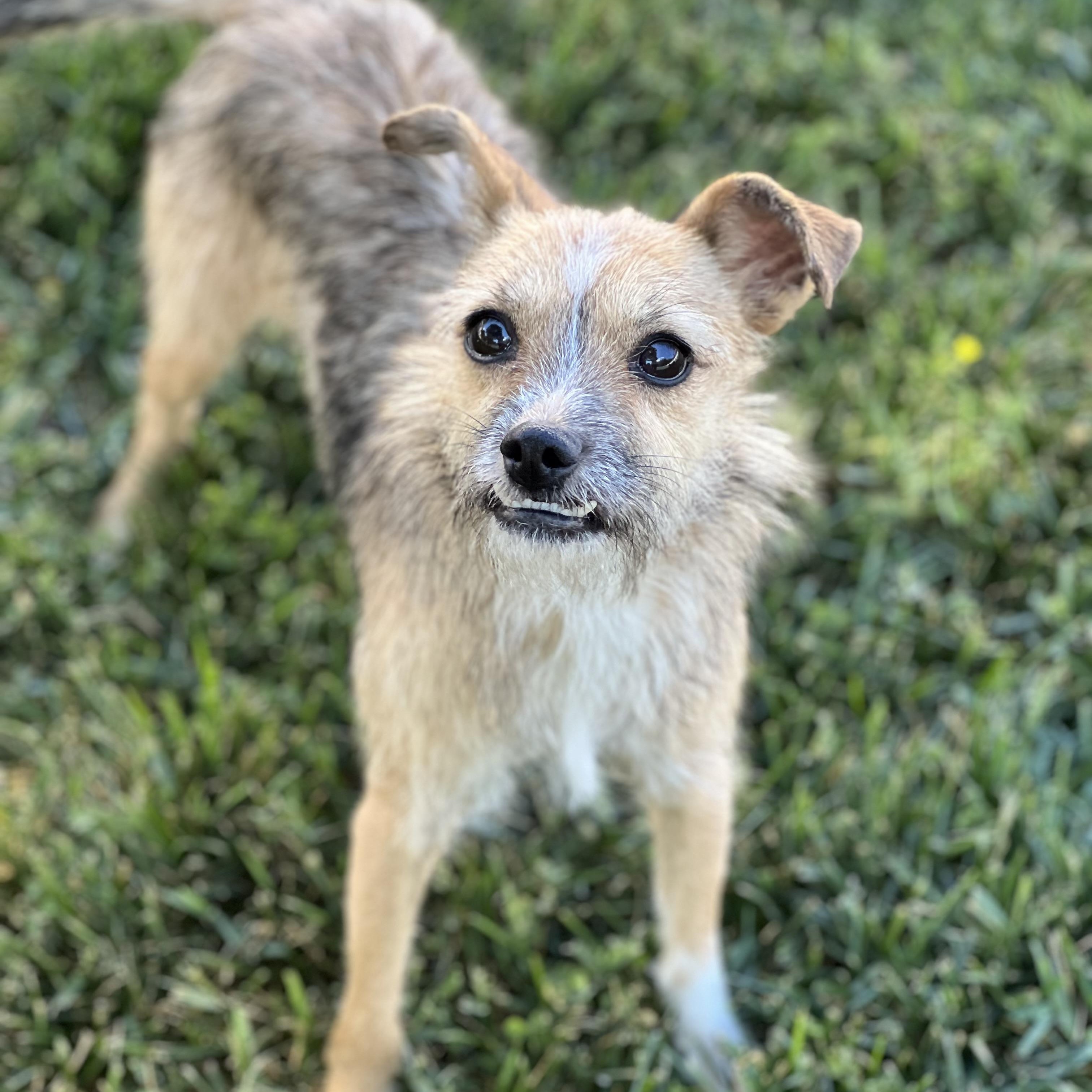 Anna, a ADOPTABLE mixed breed in Hughesville, MD image 2/6