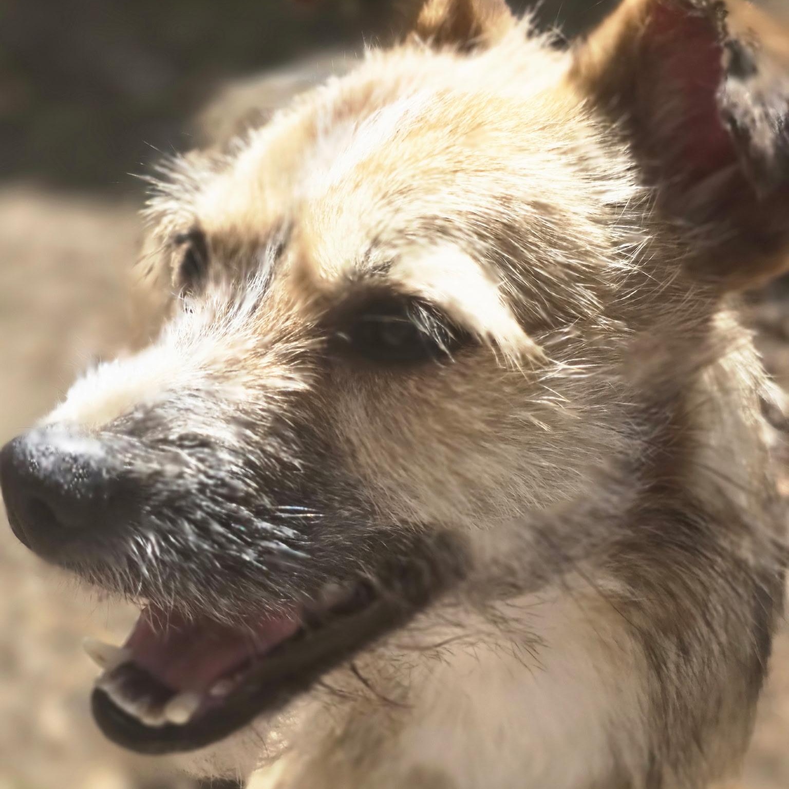 Enlarge Anna, a ADOPTABLE mixed breed in Hughesville, MD image 2/4