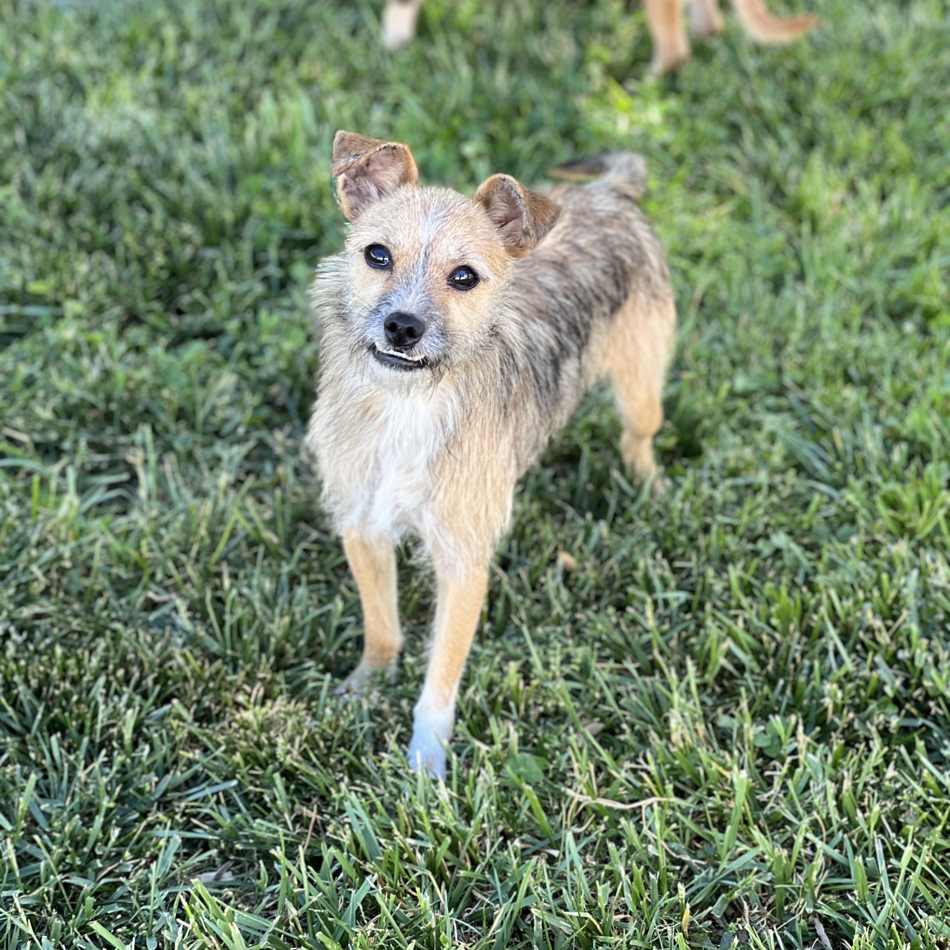 Anna, ADOPTABLE, Young Female Yorkshire Terrier.
