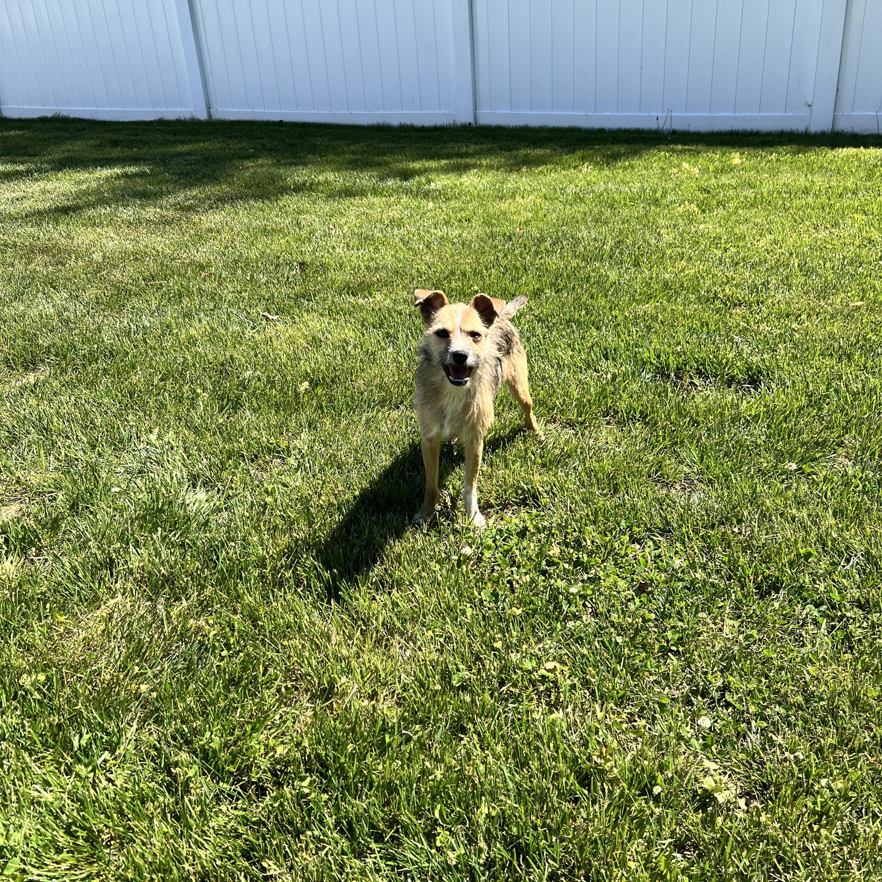Anna, a ADOPTABLE mixed breed in Hughesville, MD image 6/6