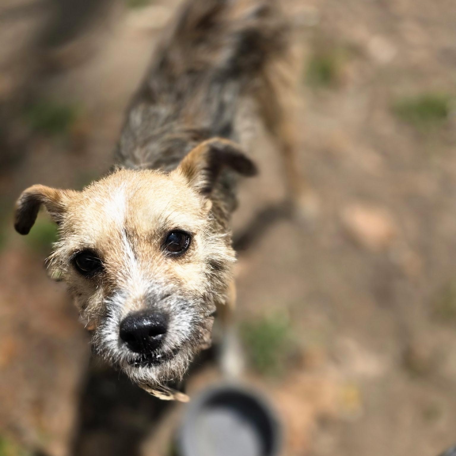 Anna, ADOPTABLE, Young Female Yorkshire Terrier.