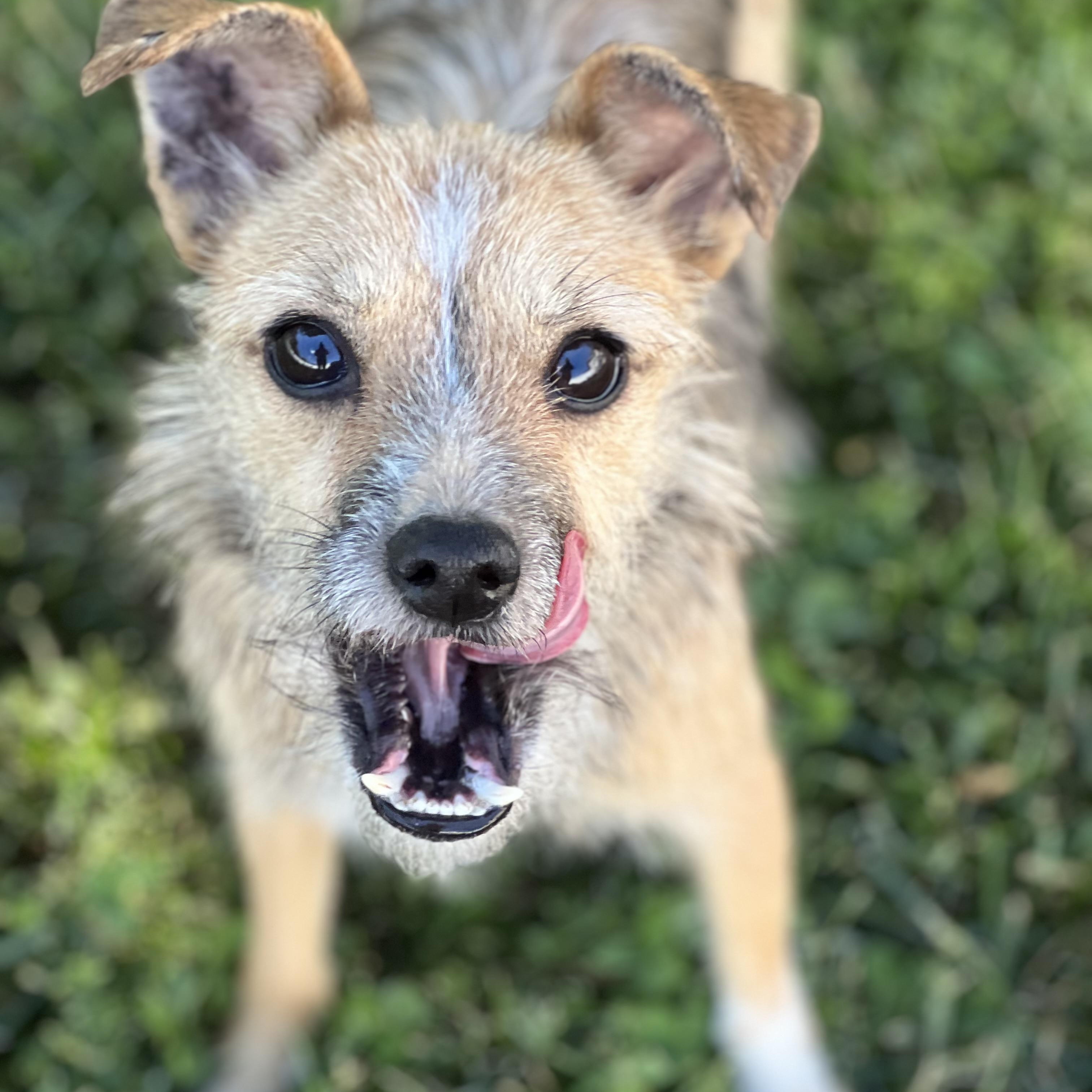 Anna, a ADOPTABLE mixed breed in Hughesville, MD image 5/6