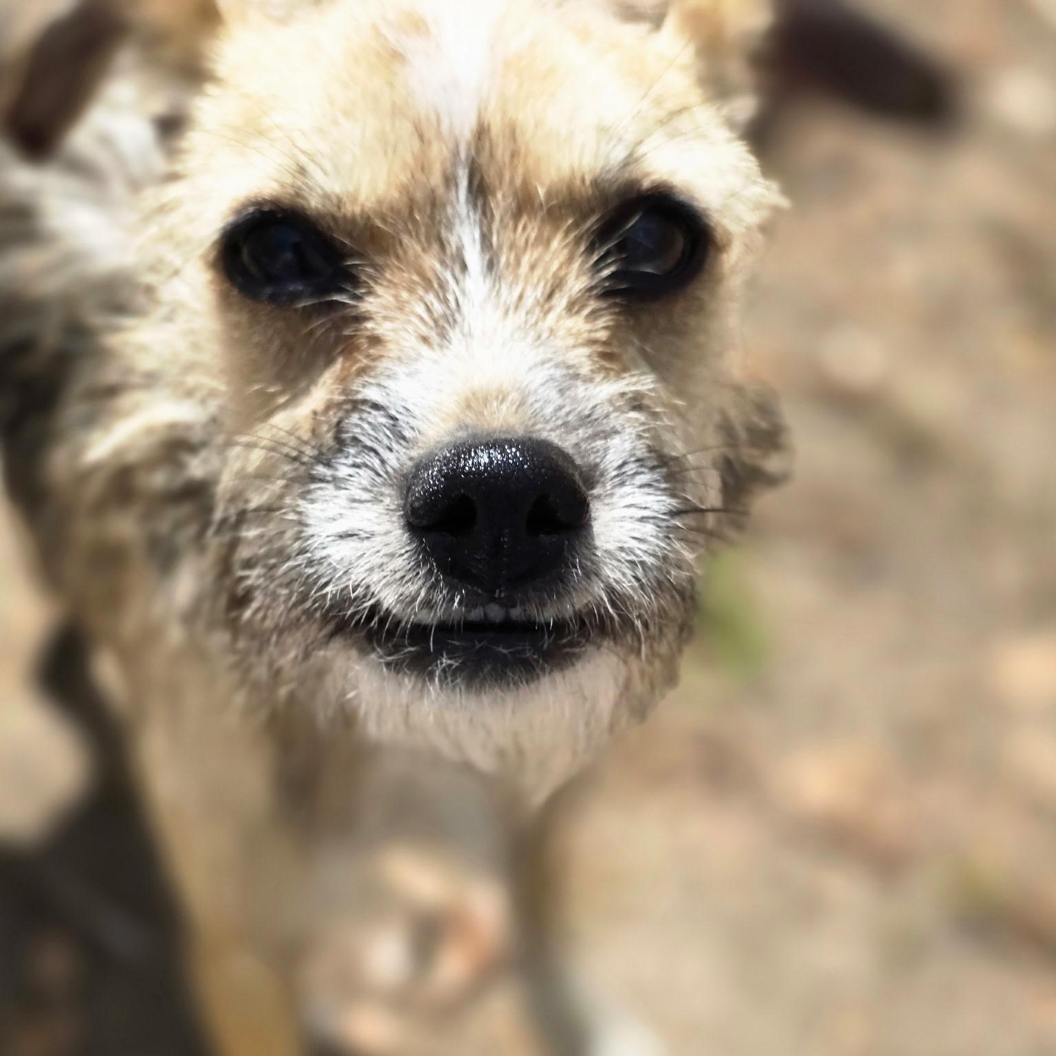 Enlarge Anna, a ADOPTABLE mixed breed in Hughesville, MD image 4/4