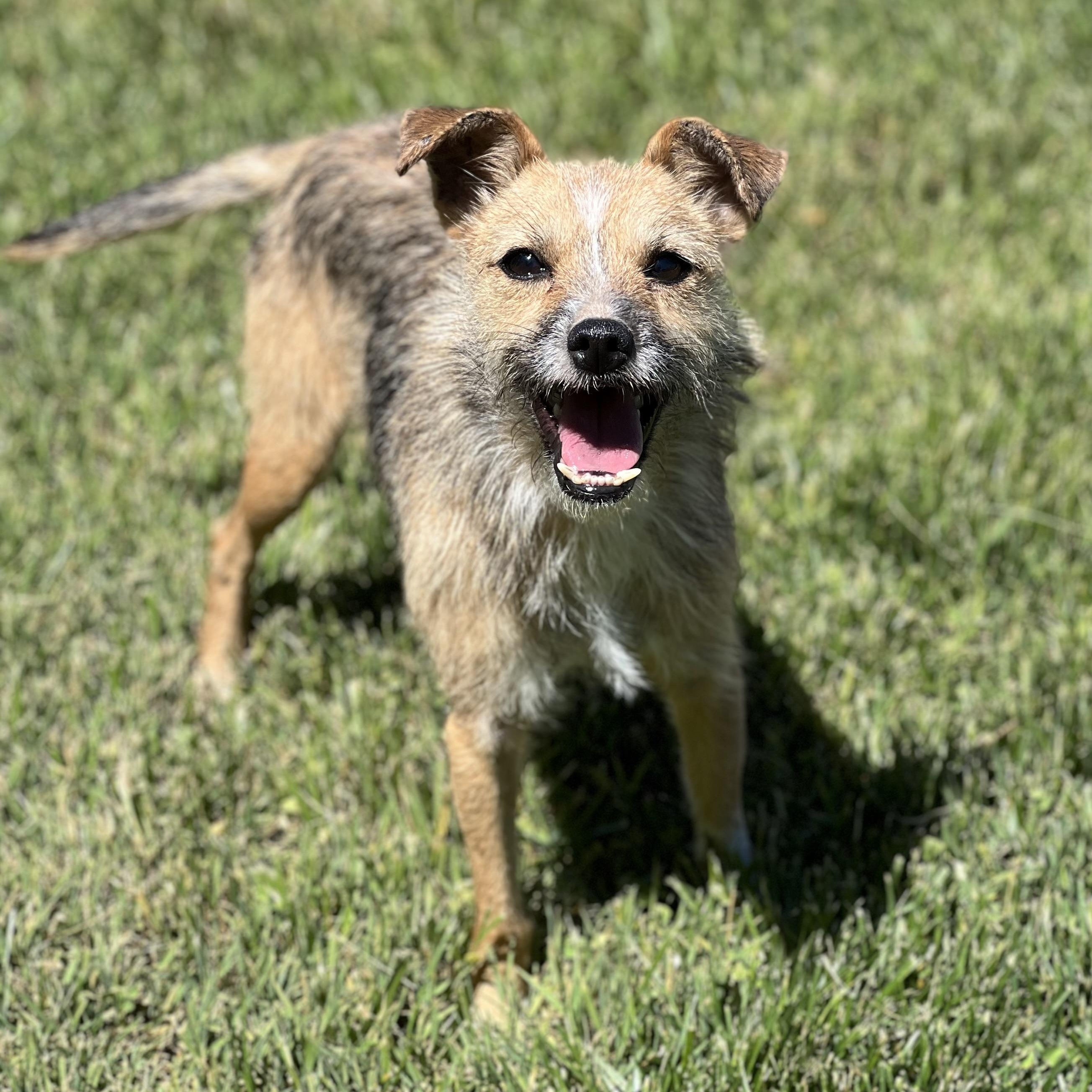 Anna, a ADOPTABLE mixed breed in Hughesville, MD image 4/6