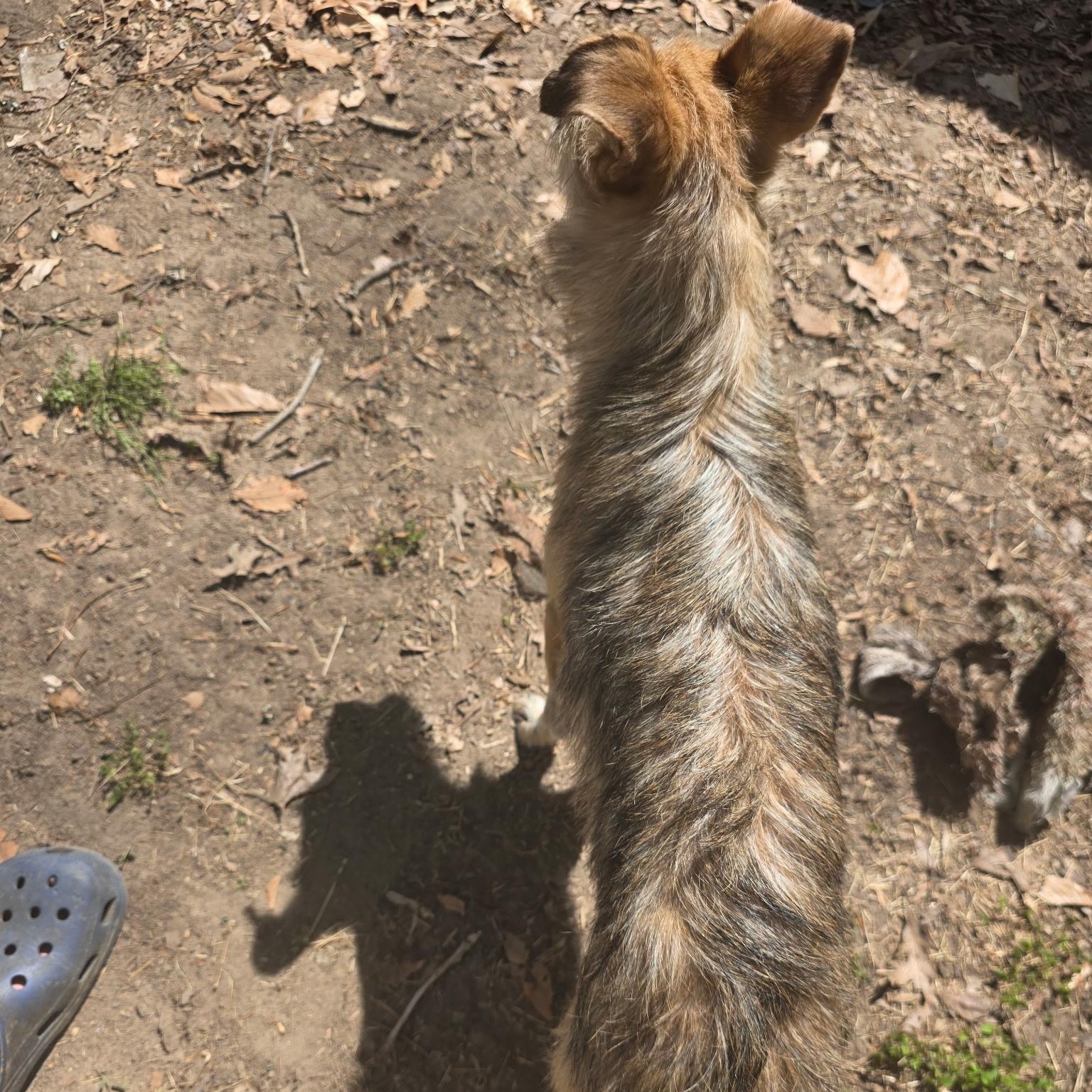 Enlarge Anna, a ADOPTABLE mixed breed in Hughesville, MD image 3/4