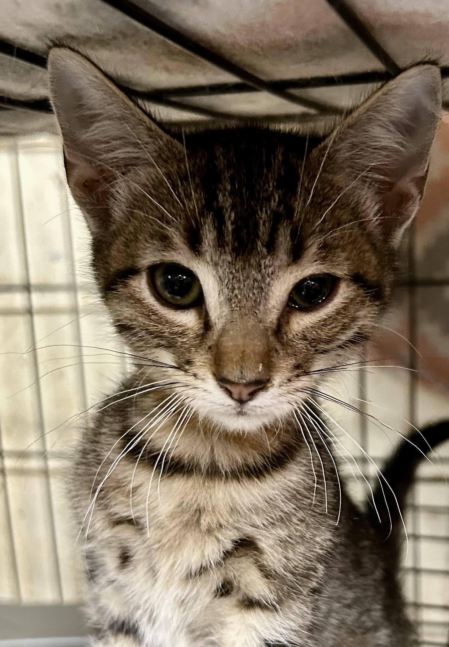 Shedrick Tabby Cat