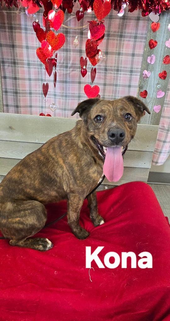 Kona Yrly 295, Adoptable, Young Female Labrador Retriever.