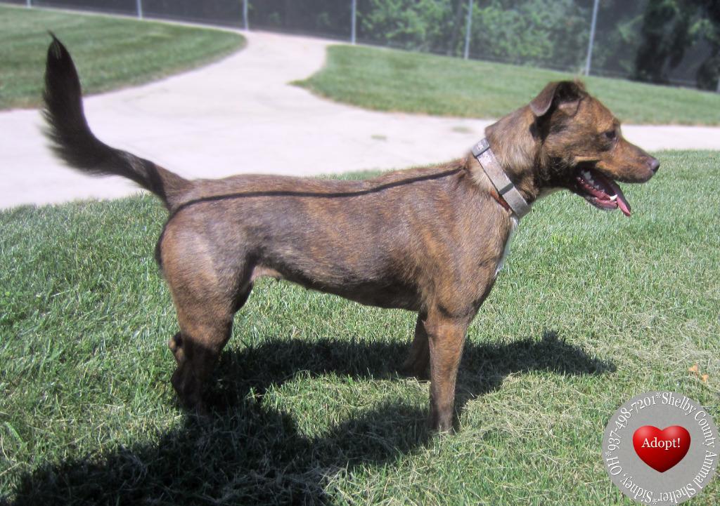 Enlarge Kona Yrly 295, a Adoptable mixed breed in Sidney, OH image 4/6
