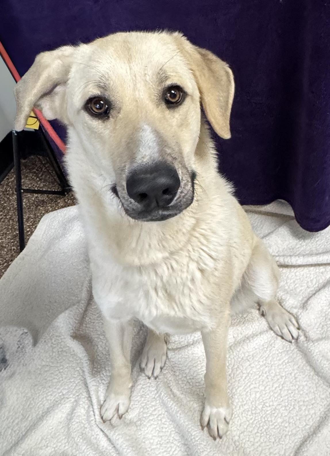 Lacey, ADOPTABLE, Young Female Labrador Retriever & Anatolian Shepherd.