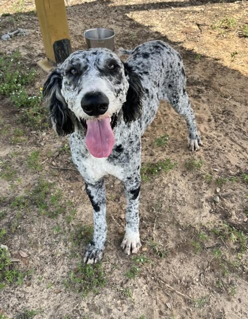 MARBLE, Adoptable, Young Male Poodle & Mixed Breed.