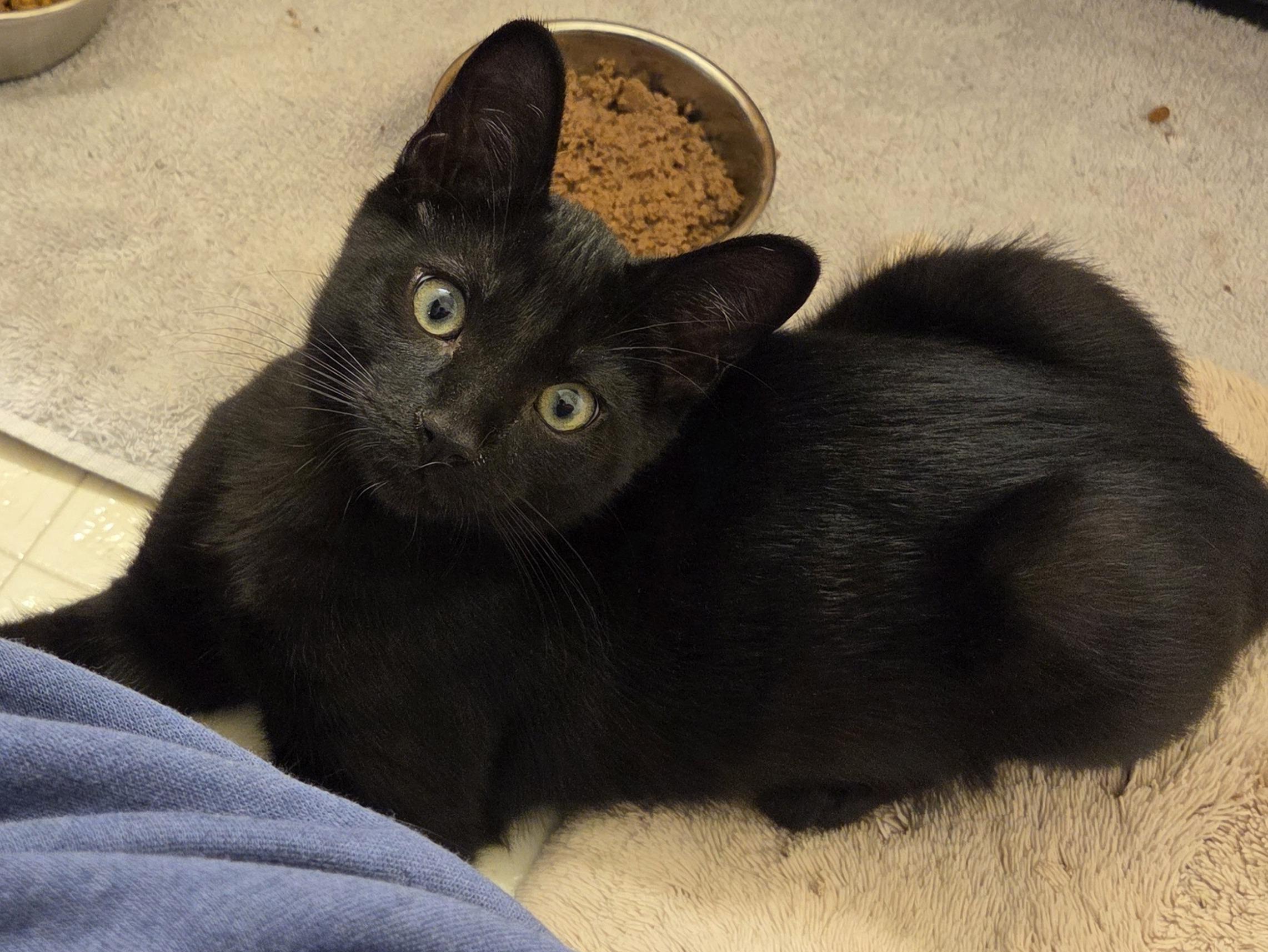 Renji, a Adoptable Domestic Short Hair in Washington Grove, MD image 2/5