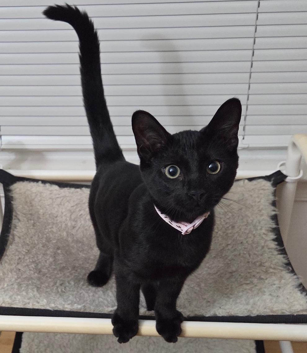 Renji, a Adoptable Domestic Short Hair in Washington Grove, MD image 3/5