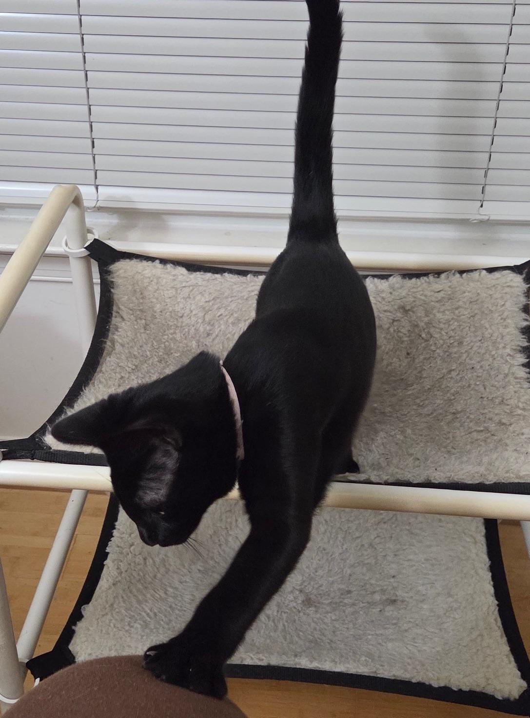 Renji, a Adoptable Domestic Short Hair in Washington Grove, MD image 4/5