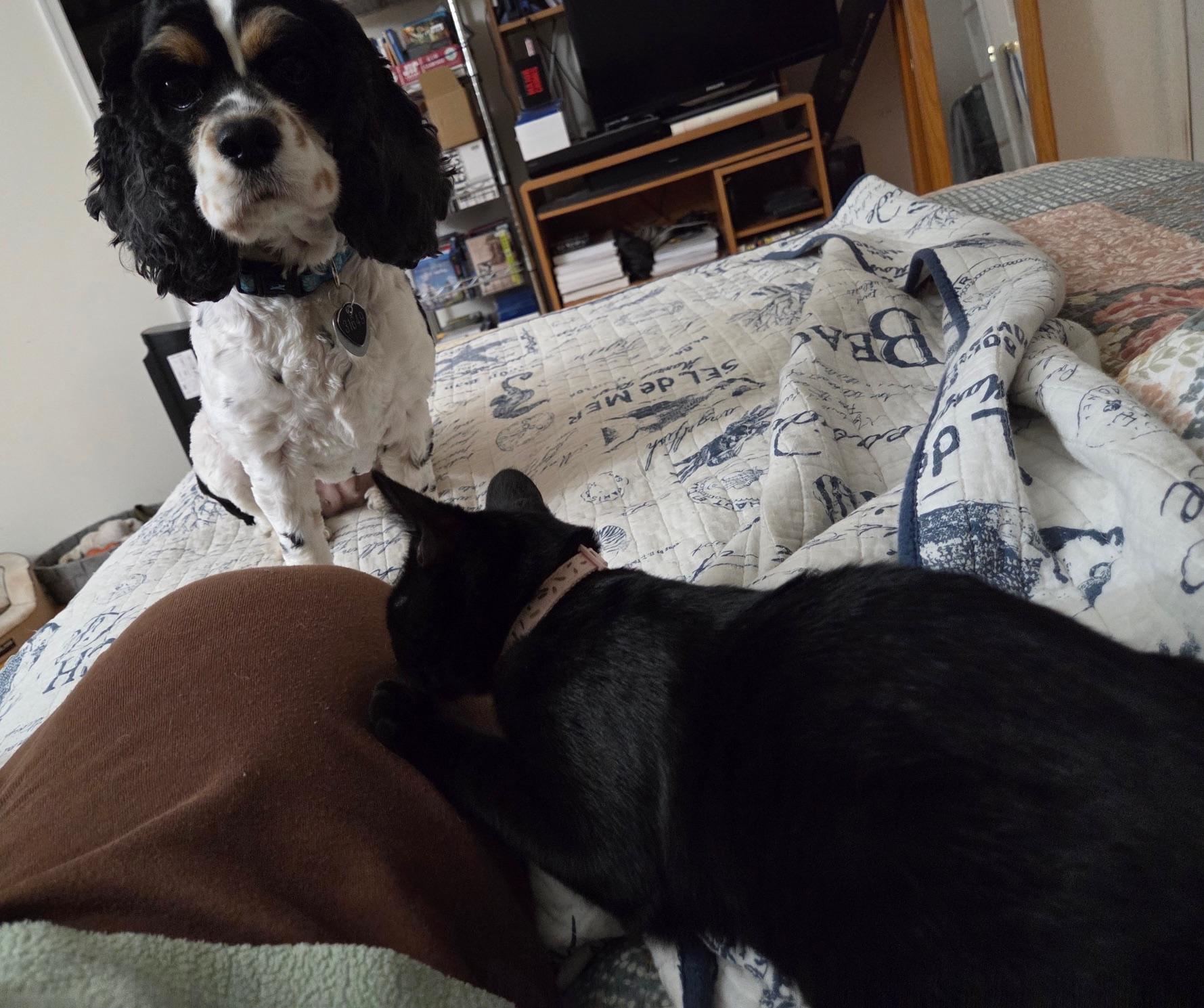 Renji, a Adoptable Domestic Short Hair in Washington Grove, MD image 5/5