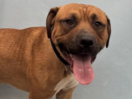 Tank, Adoptable, Adult Male Mixed Breed & Mixed Breed.