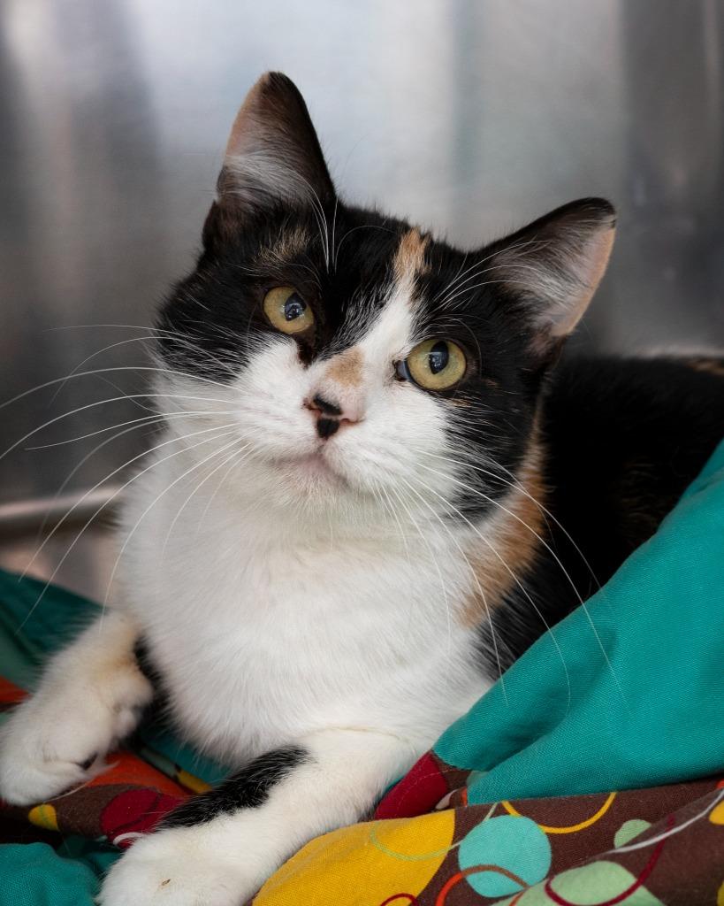 Sophie, Adoptable, Young Female Domestic Short Hair.