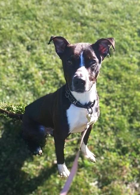 Enlarge Donny, a Adoptable Pit Bull Terrier in Prairie du Chien, WI image 1/3