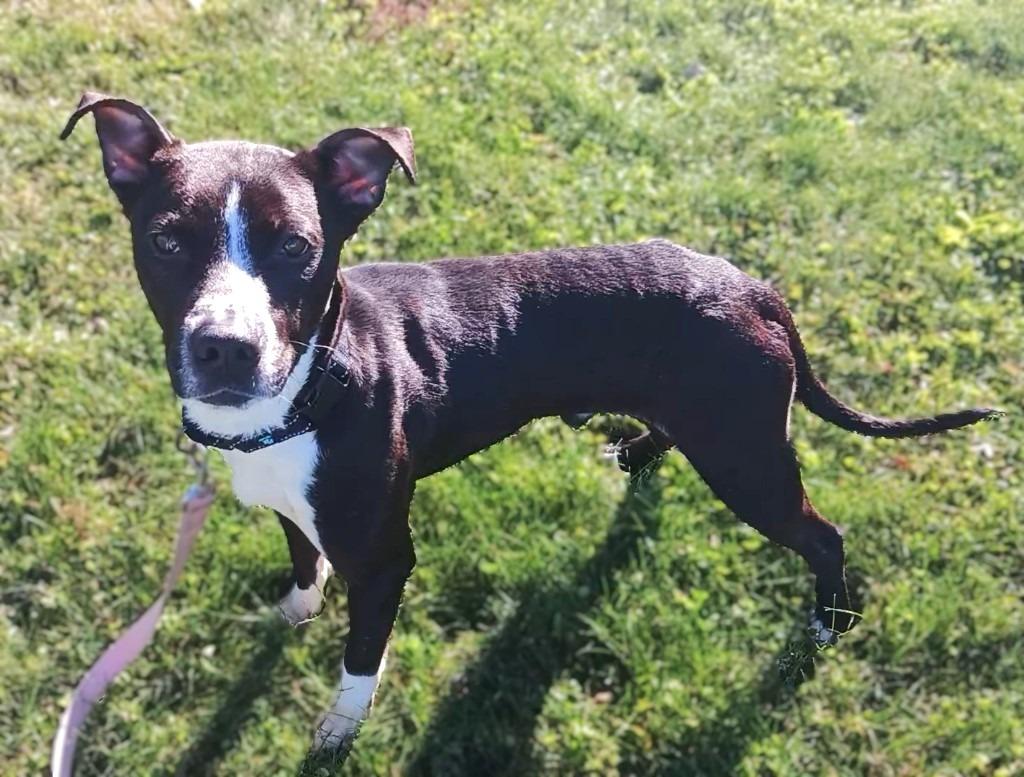 Enlarge Donny, a Adoptable Pit Bull Terrier in Prairie du Chien, WI image 2/3