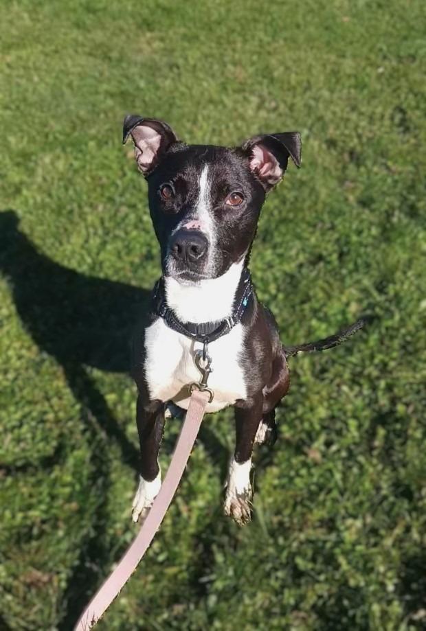 Enlarge Donny, a Adoptable Pit Bull Terrier in Prairie du Chien, WI image 3/3