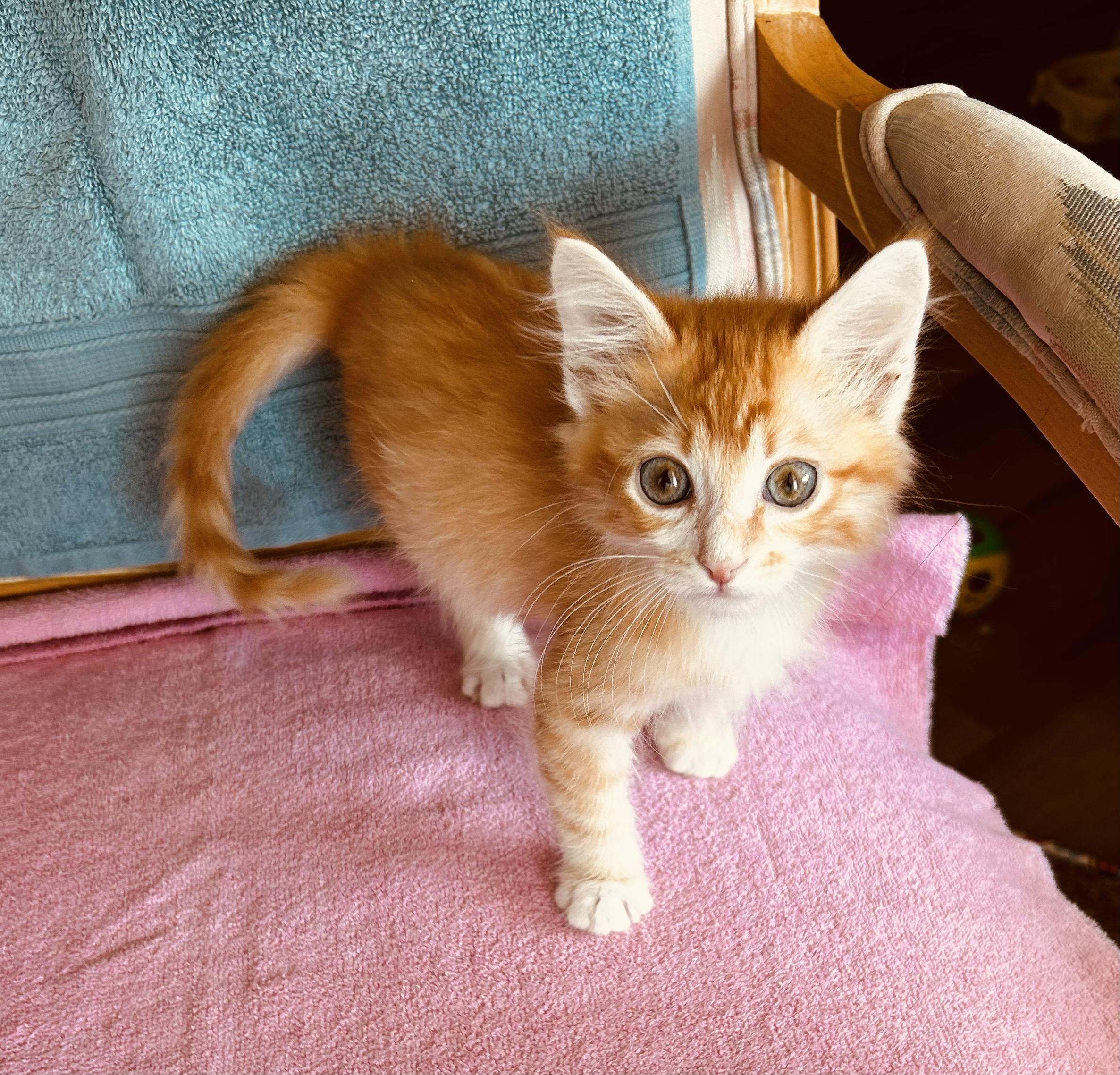 Enlarge Simon, a Adoptable American Shorthair in Meeker, OK image 1/2