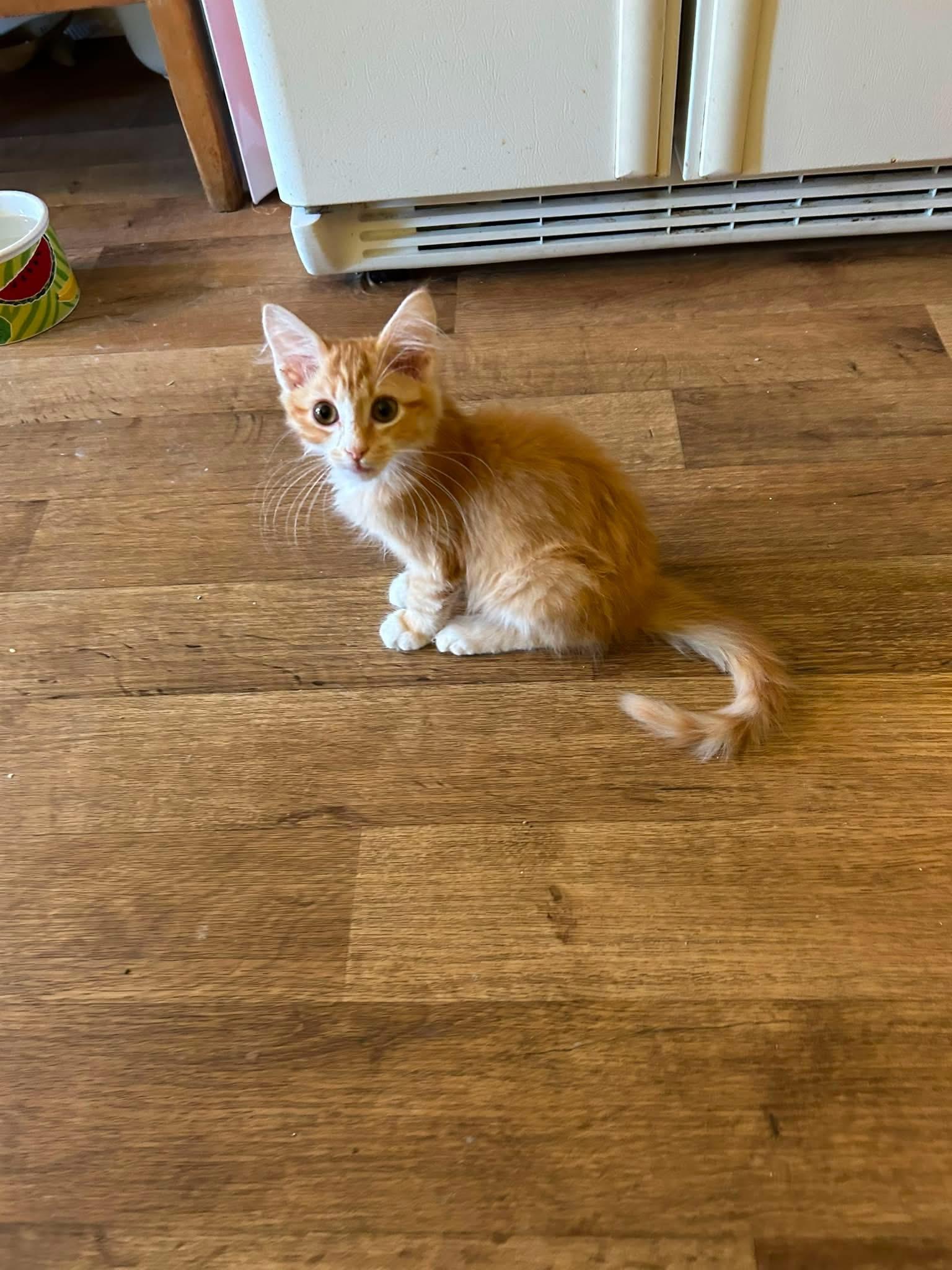 Enlarge Simon, a Adoptable American Shorthair in Meeker, OK image 2/2