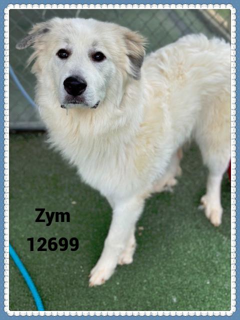 ZYM see also LOKI