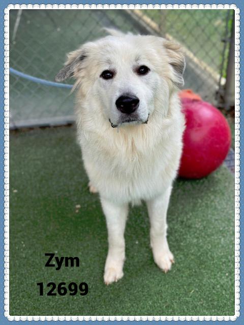 ZYM see also LOKI