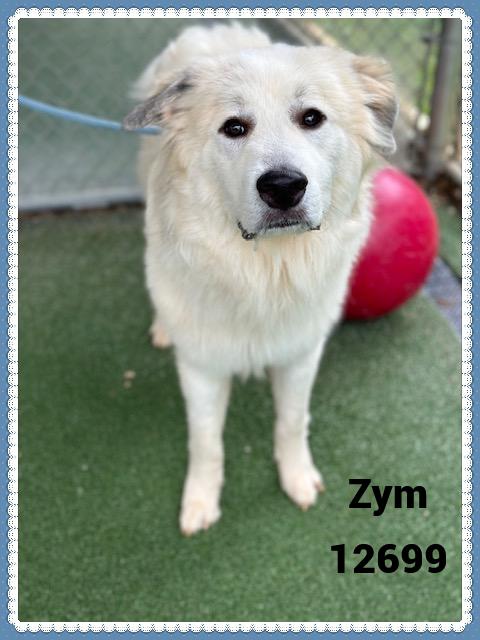 ZYM see also LOKI