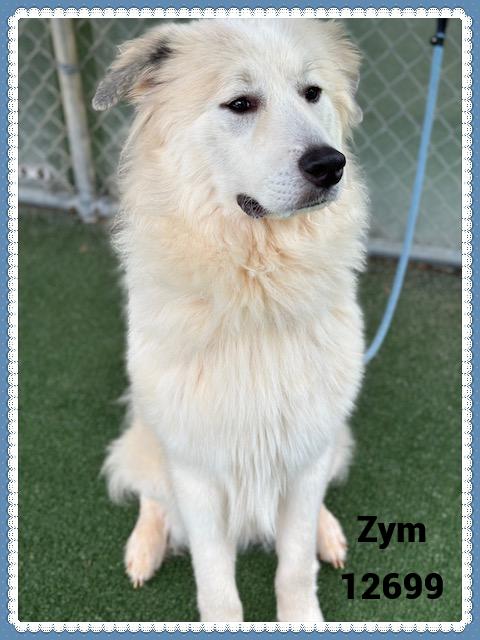 ZYM see also LOKI