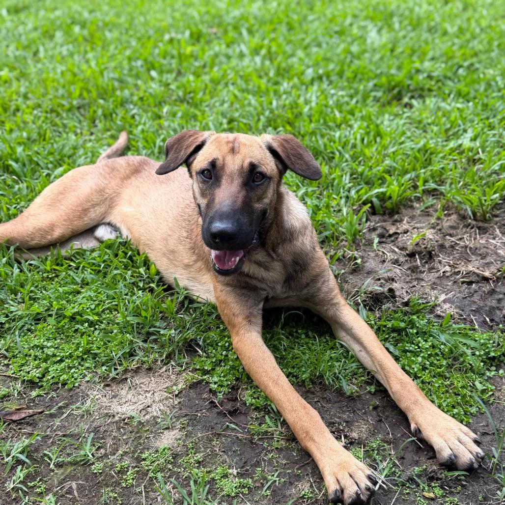 Jupiter, Adoptable, Adult Male Belgian Shepherd / Malinois & Mixed Breed.