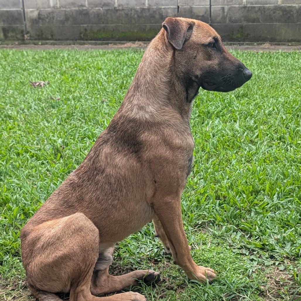 Jupiter, a Adoptable mixed breed in Volcano, HI image 2/6
