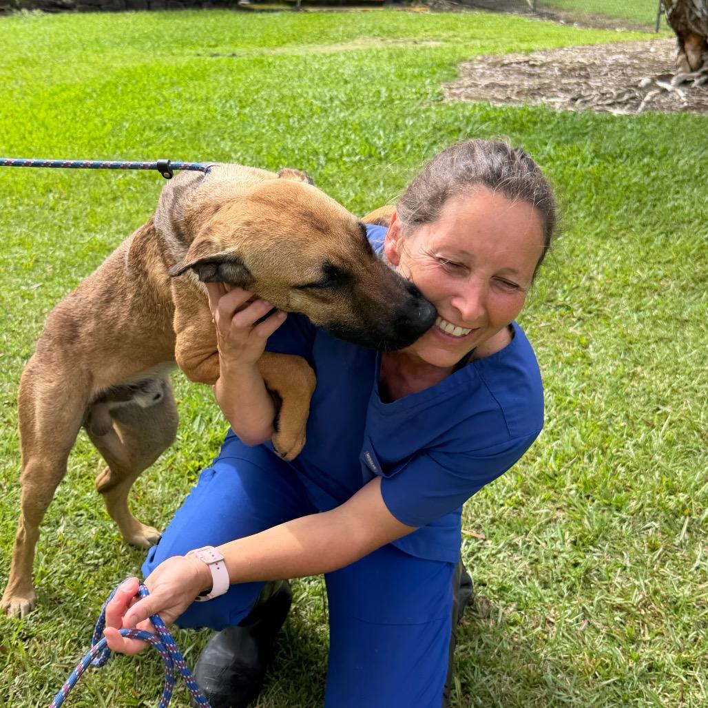 Jupiter, a Adoptable mixed breed in Volcano, HI image 3/6