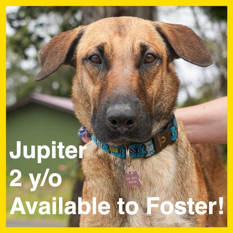 Enlarge Jupiter, a Adoptable mixed breed in Volcano, HI image 3/6