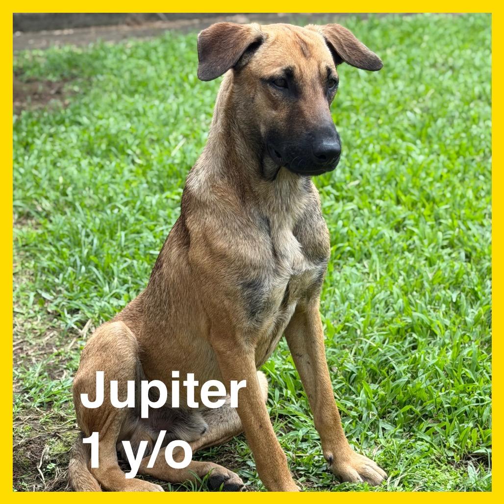 Jupiter, a Adoptable mixed breed in Volcano, HI image 4/6