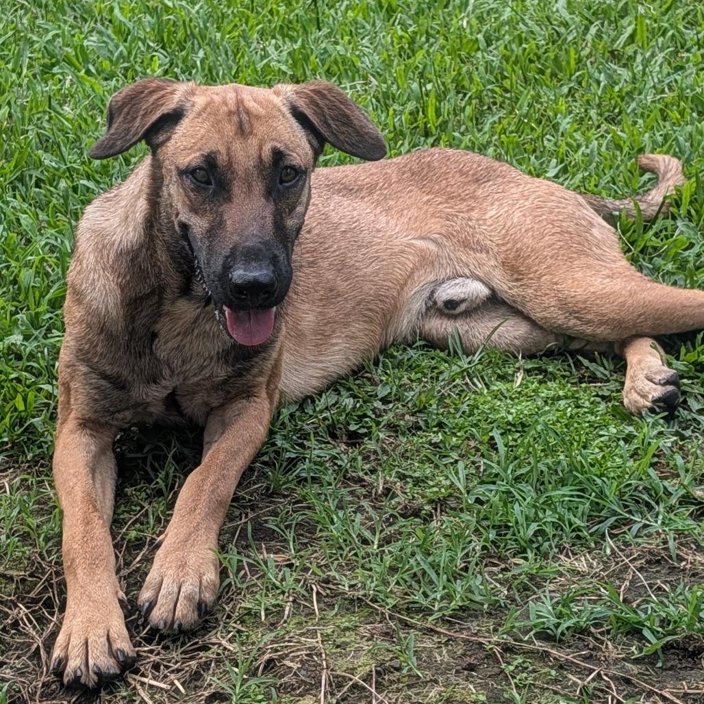 Jupiter, a Adoptable mixed breed in Volcano, HI image 5/6