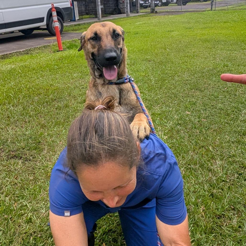 Jupiter, a Adoptable mixed breed in Volcano, HI image 6/6