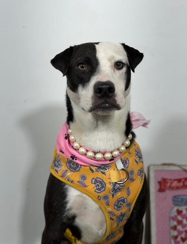 Carolina-One of our Amazing Rescue Dogs, Adoptable, Young Female Boxer & Mountain Cur.